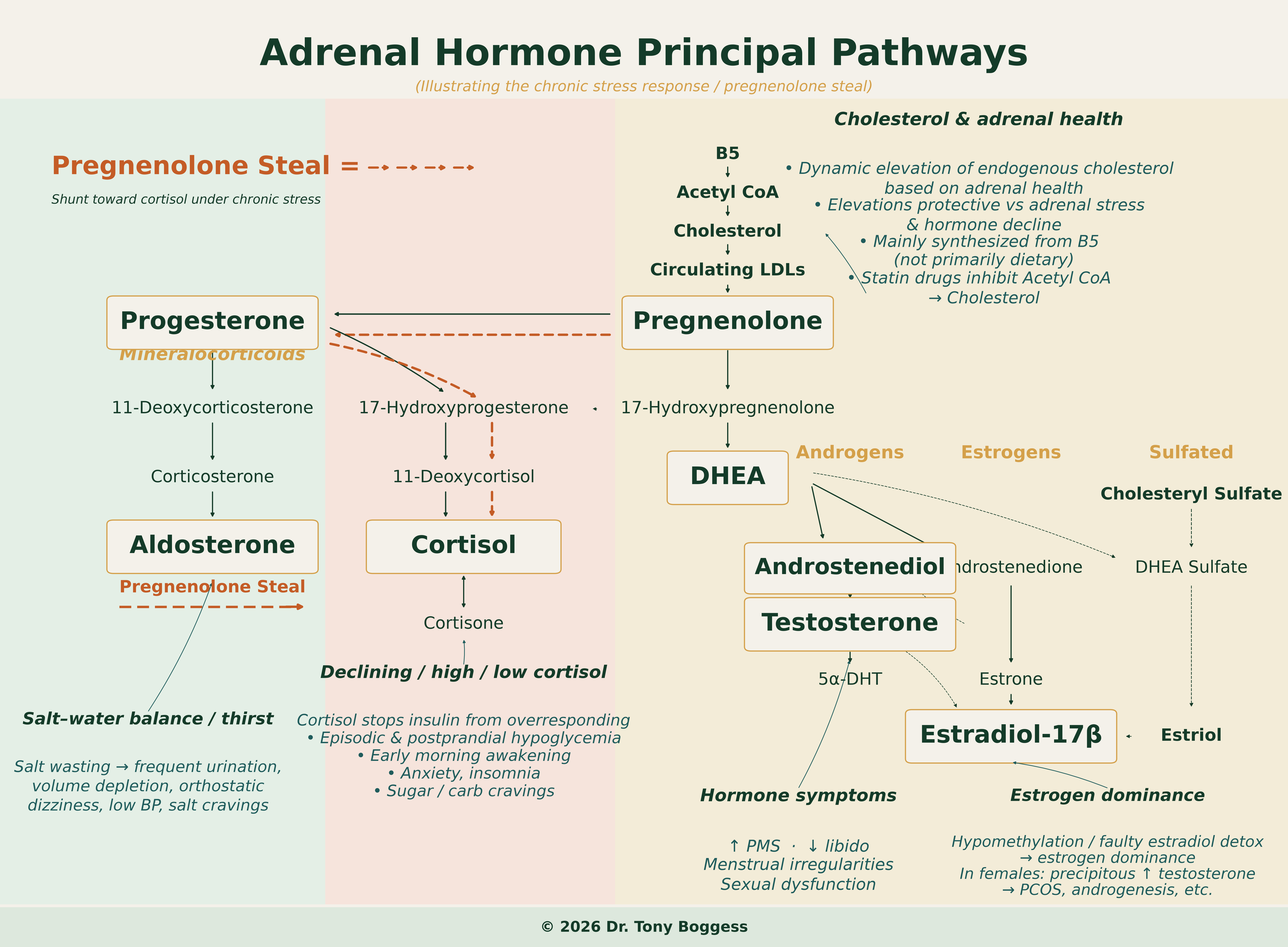 Adrenal hormone principal pathways illustrating the chronic stress response and pregnenolone steal