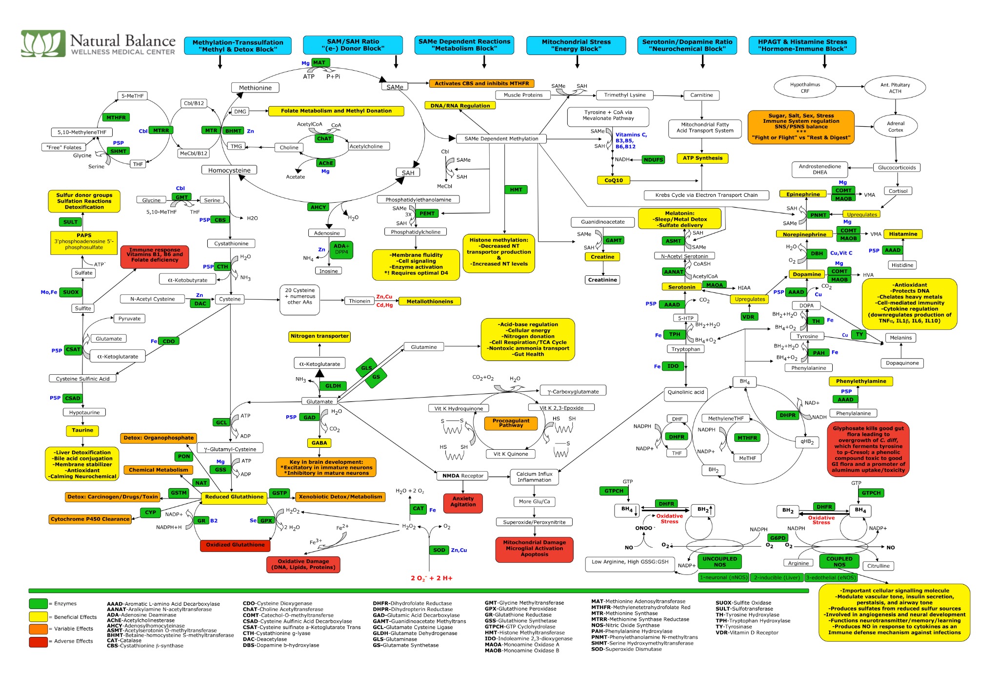 Complete Natural Balance Wellness methylation flowsheet showing methylation and transsulfuration, SAM/SAH, mitochondrial energy, neurotransmitter, and HPA stress pathways
